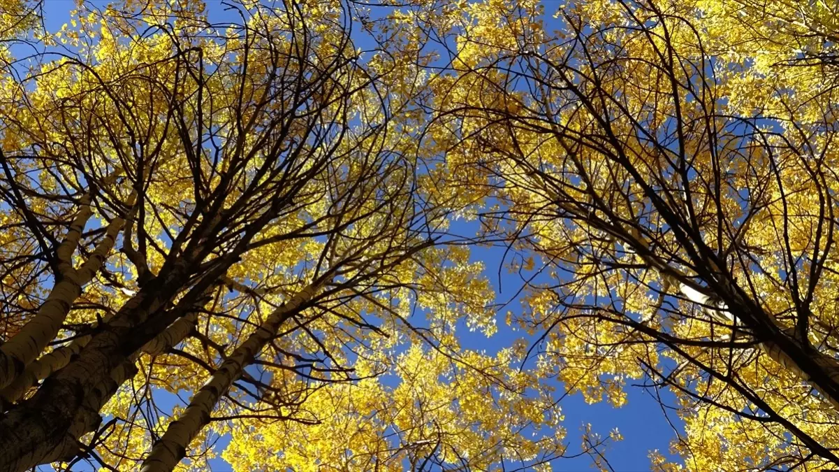 sonbahar renkleri sarikamista luKVWmIU