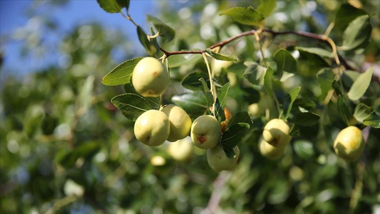 edirnede ciftciler kucuk arazilerini yuksek gelirli hunnap uretimiyle degerlendiriyor 5JWZ4EW2.jpg