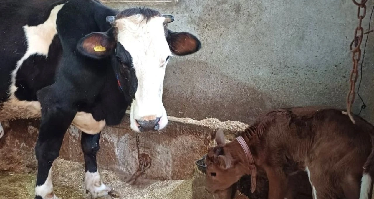 hayvancilikta devrim sut alerjisine karsi genleri susturulmus buzagilar dogdu ctMfpakv.jpg